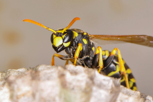 Jim’s Termite & Pest Control